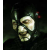 Avatar de voltrum