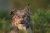 Avatar de Greaver